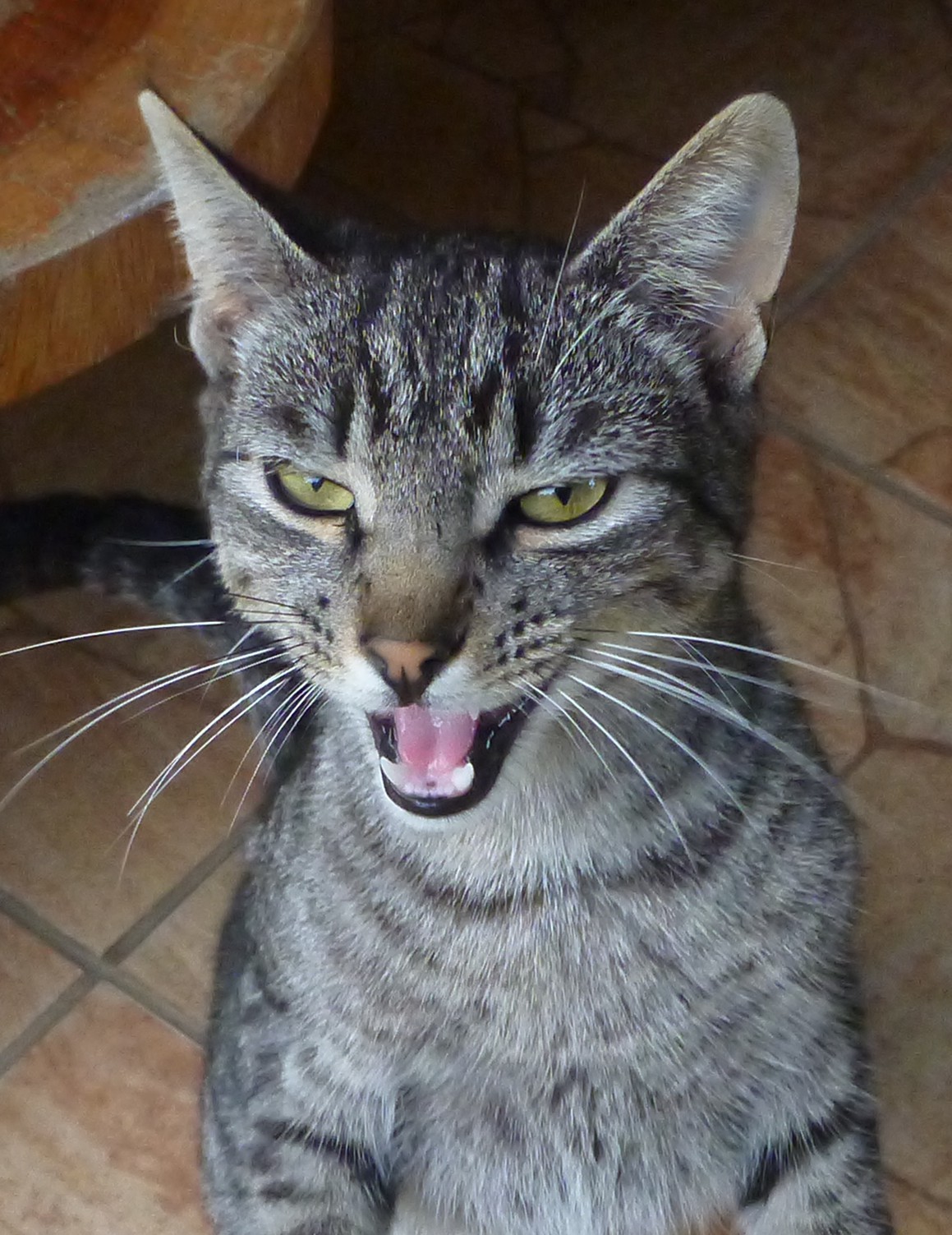 most dangereous creature in our jungle